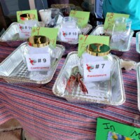 Crayfish in jars labeled with numbers.