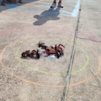 Crawfish in chalk circle on pavement.