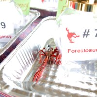 Crawfish racing with labeled containers.